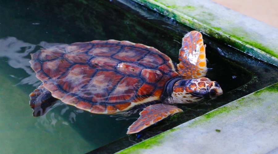 koggala sea turtle farm & hatchery