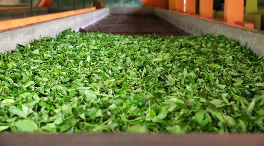 Handunugoda Tea Factory