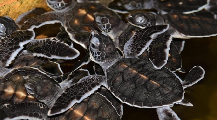 koggala sea turtle farm & hatchery