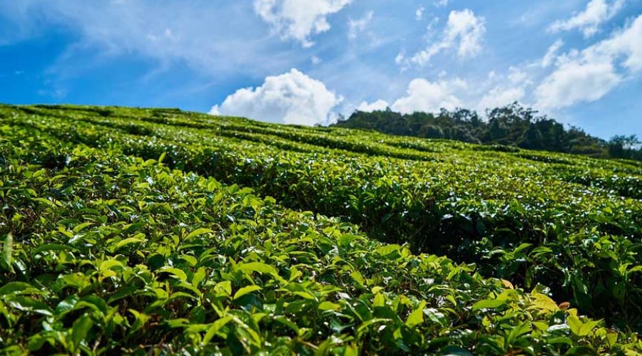 Handunugoda Tea Factory