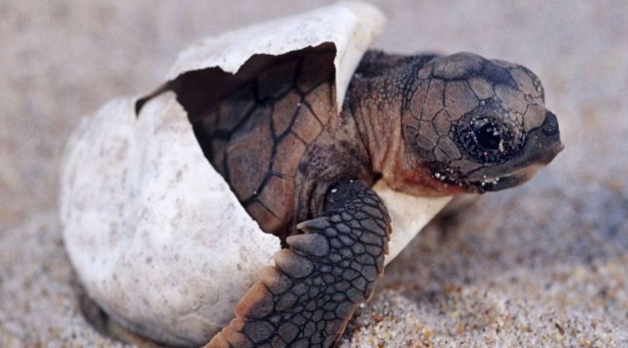 koggala sea turtle farm & hatchery