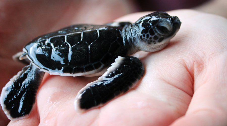 koggala sea turtle farm & hatchery