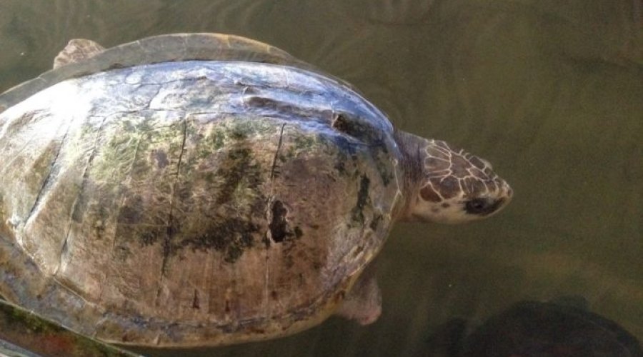 koggala sea turtle farm & hatchery