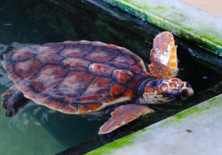 koggala sea turtle farm & hatchery