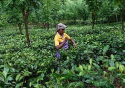 Handunugoda Tea Factory