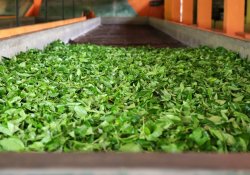 Handunugoda Tea Factory