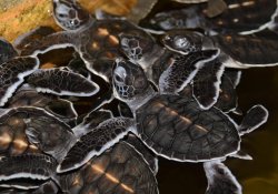 koggala sea turtle farm & hatchery