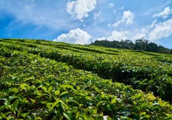 Handunugoda Tea Factory