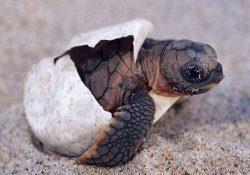 koggala sea turtle farm & hatchery