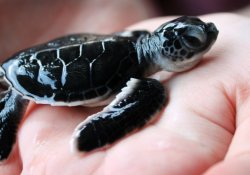 koggala sea turtle farm & hatchery