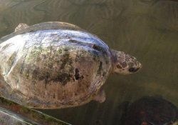 koggala sea turtle farm & hatchery