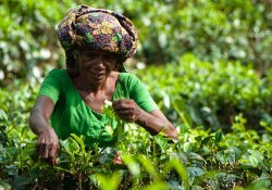 Handunugoda Tea Factory
