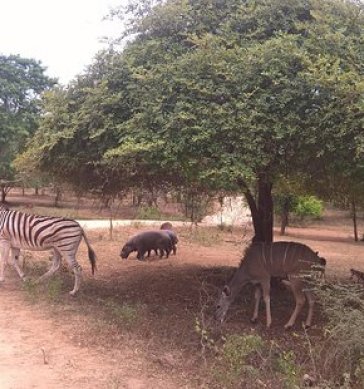Ridiyagama Safari